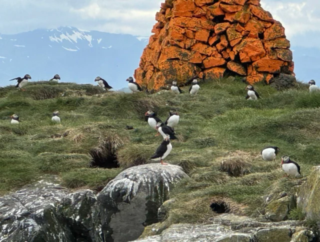 A group of puffins on a grassy hillside near an orange stone structure, with distant snow-capped mountains in the background.