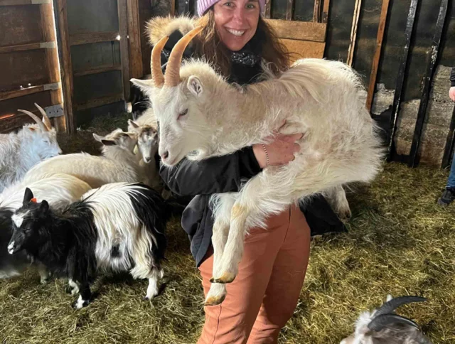 A person in a pink hat is holding a white goat inside a barn with other goats nearby.