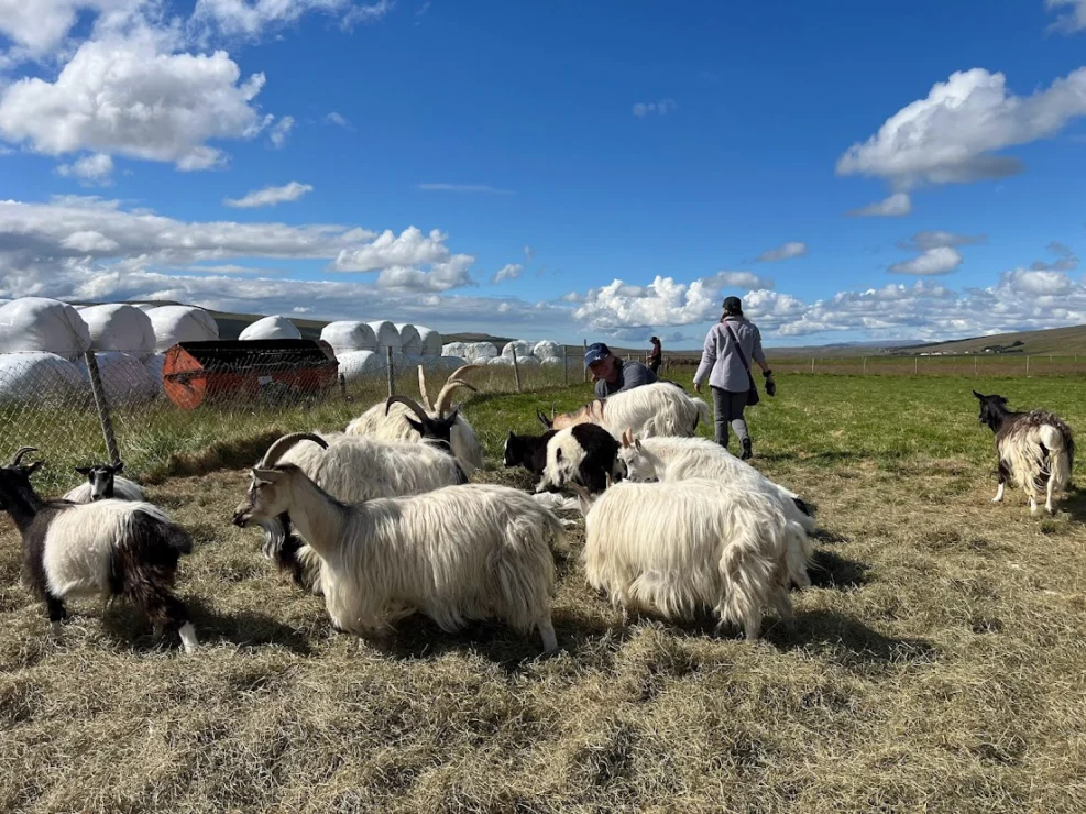 A group of goats grazing in a fenced grassy field under a blue sky with scattered clouds. A person stands nearby, and large wrapped hay bales are visible in the background.
