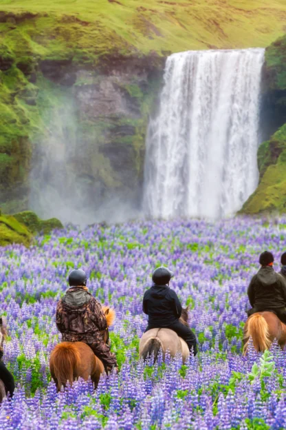 Five people on horseback ride through a field of purple lupines towards a large waterfall surrounded by green hills.