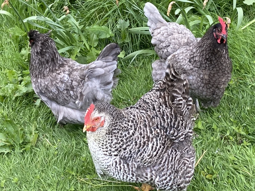 Three chickens with varying feather patterns standing on grass.