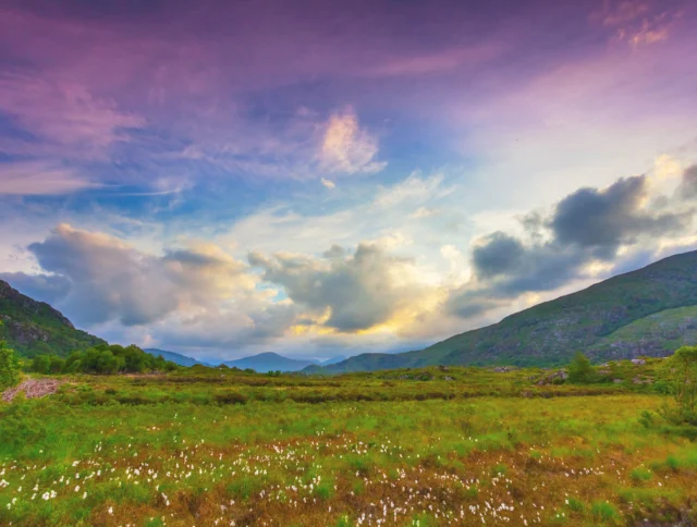 A vibrant landscape with a grassy field and white wildflowers, surrounded by hills under a cloudy sky at sunset.