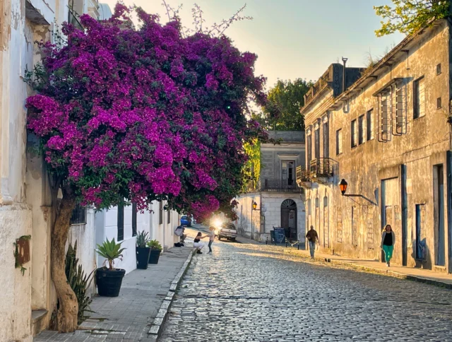purple flowers and tourist in unesco world heritage site town