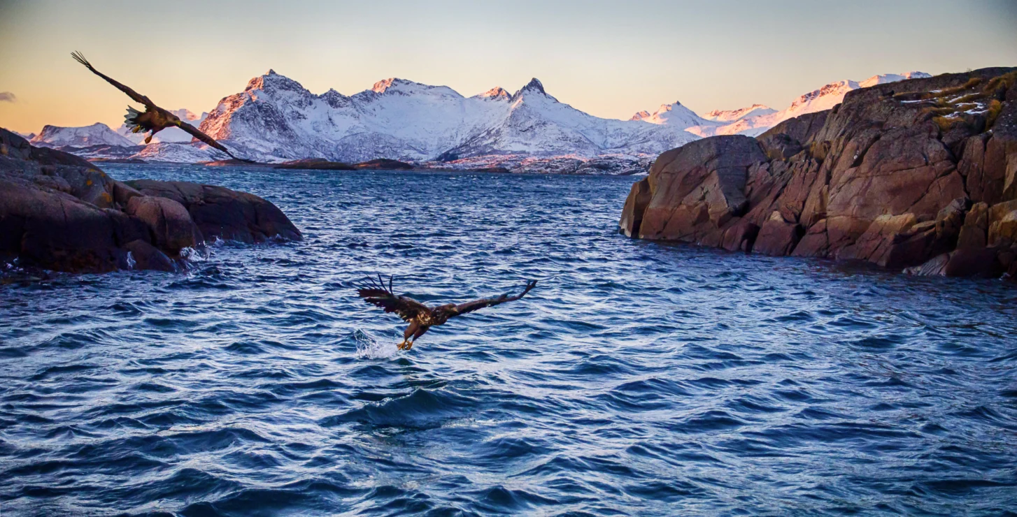 Two birds flying over a rocky seascape with snowy mountains in the background under a clear sky.