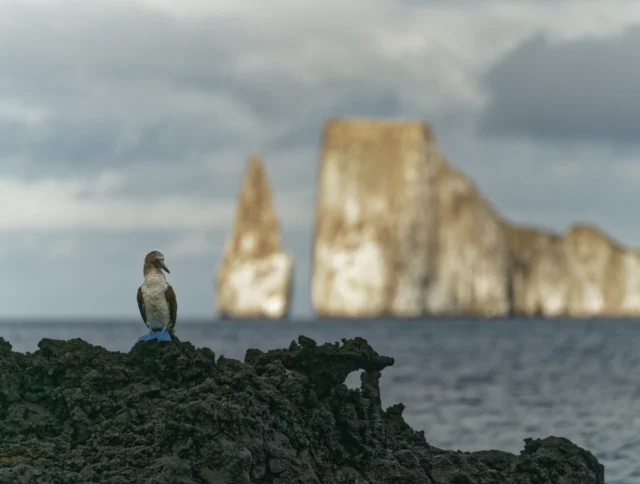 A blue-footed booby stands on rocky terrain near the ocean, with large rock formations in the background under a cloudy sky.