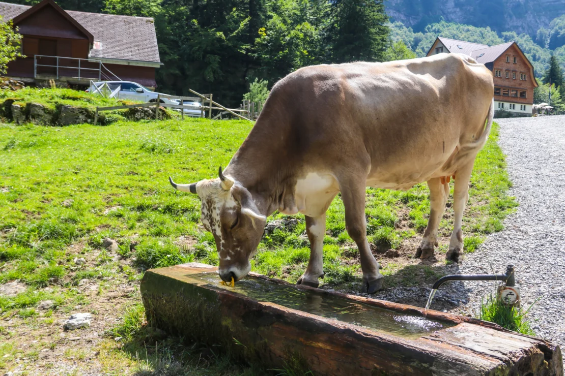 A cow drinks water from a wooden trough near a gravel path in a rural area with green grass and buildings in the background.