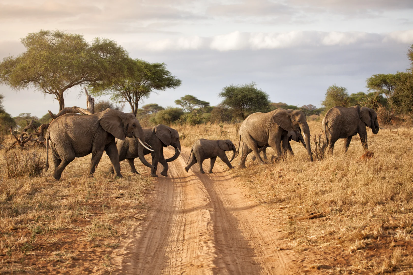 A herd of elephants, including adults and a calf, crosses a dirt road in a grassy savannah landscape with scattered trees.