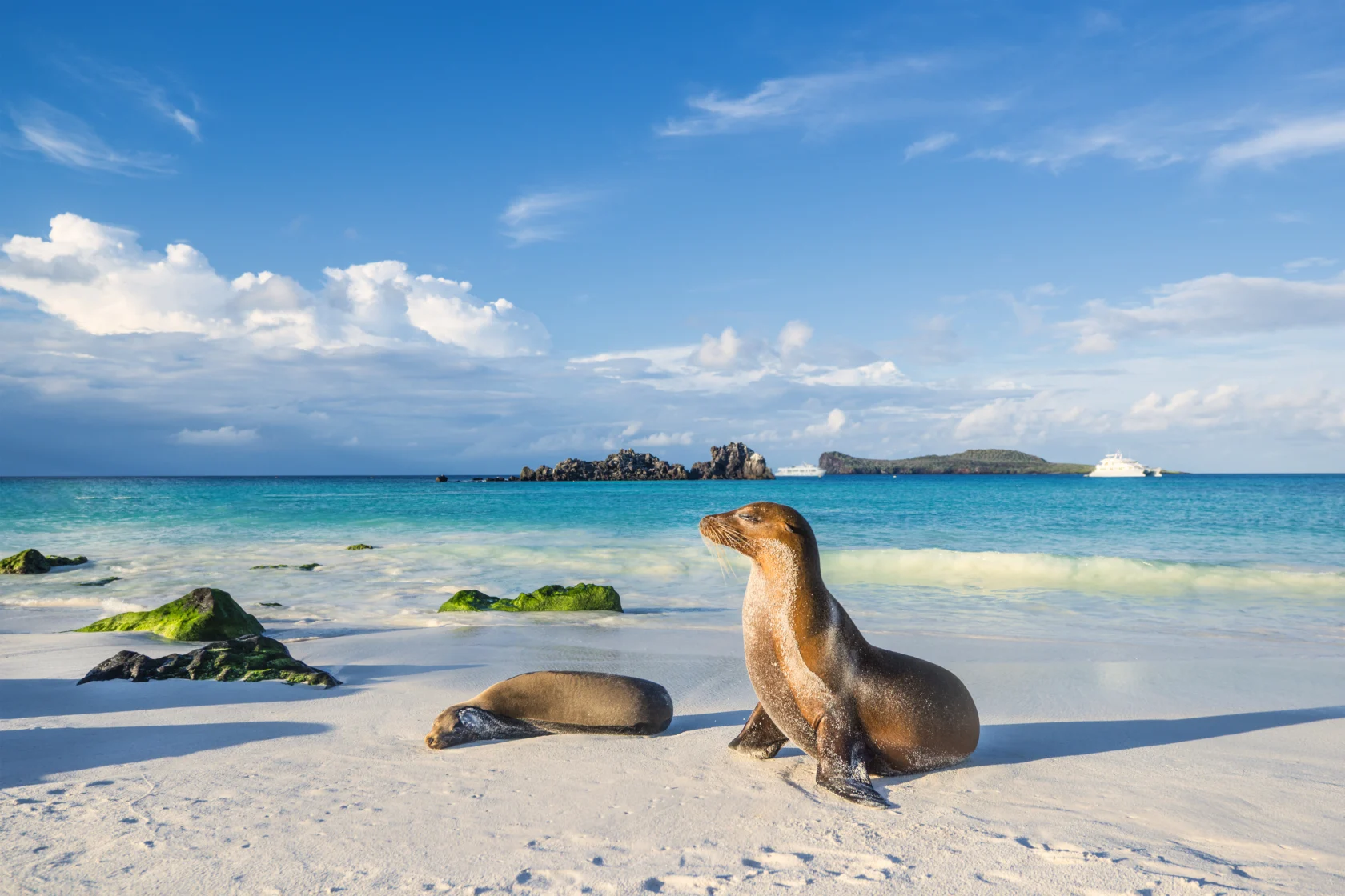 Two sea lions rest on a sandy beach with turquoise water, distant rocky islets, and cloudy sky in the background.