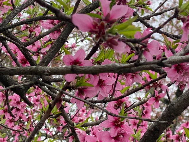 Branches of a tree with vibrant pink blossoms and green leaves against a cloudy sky.