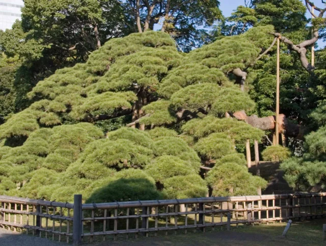 A large, pruned tree with dense green foliage is enclosed by a bamboo fence, set against a backdrop of tall trees and a building.