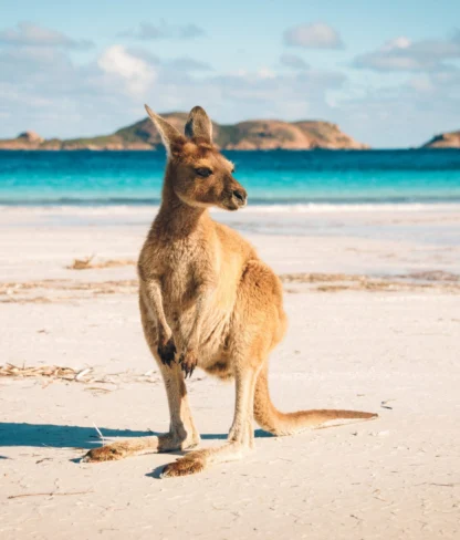 A kangaroo stands on a sandy beach with turquoise water and distant hills under a clear sky.