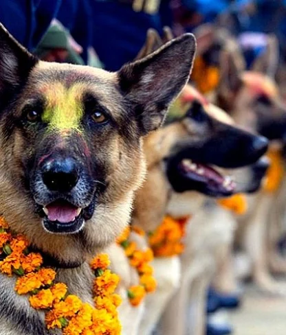German Shepherds wearing marigold garlands with colored powder on their fur, standing in a line during a celebration.