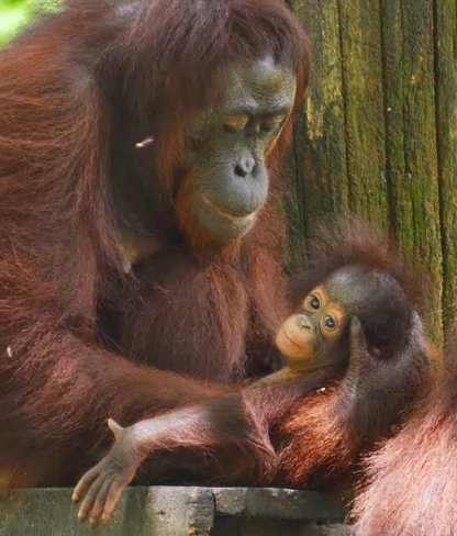 Adult orangutan holding a baby orangutan on a wooden platform against a tree trunk.