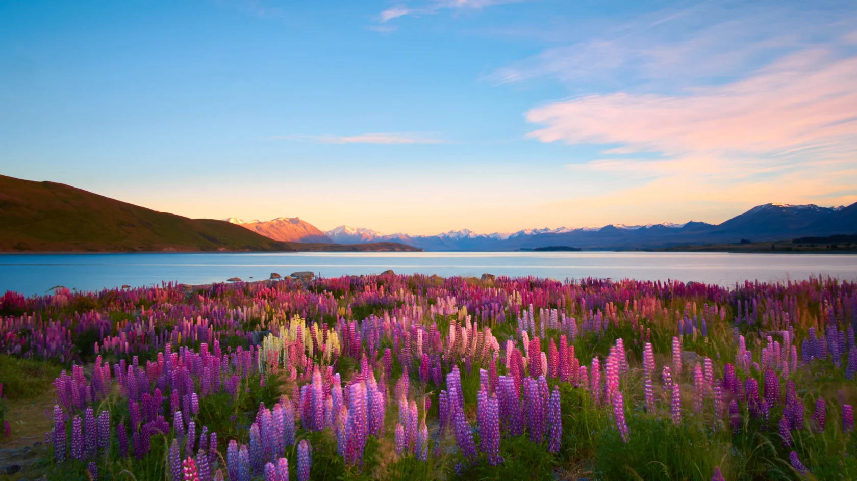 Colorful lupines bloom in the foreground with a serene lake and distant mountains under a pastel sky at sunset.
