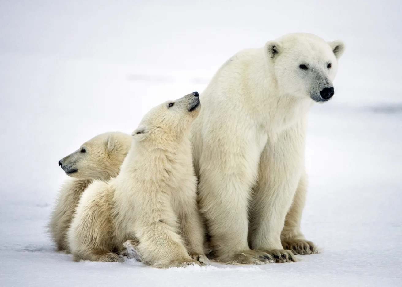A polar bear sits on snowy ground with two polar bear cubs leaning against it.