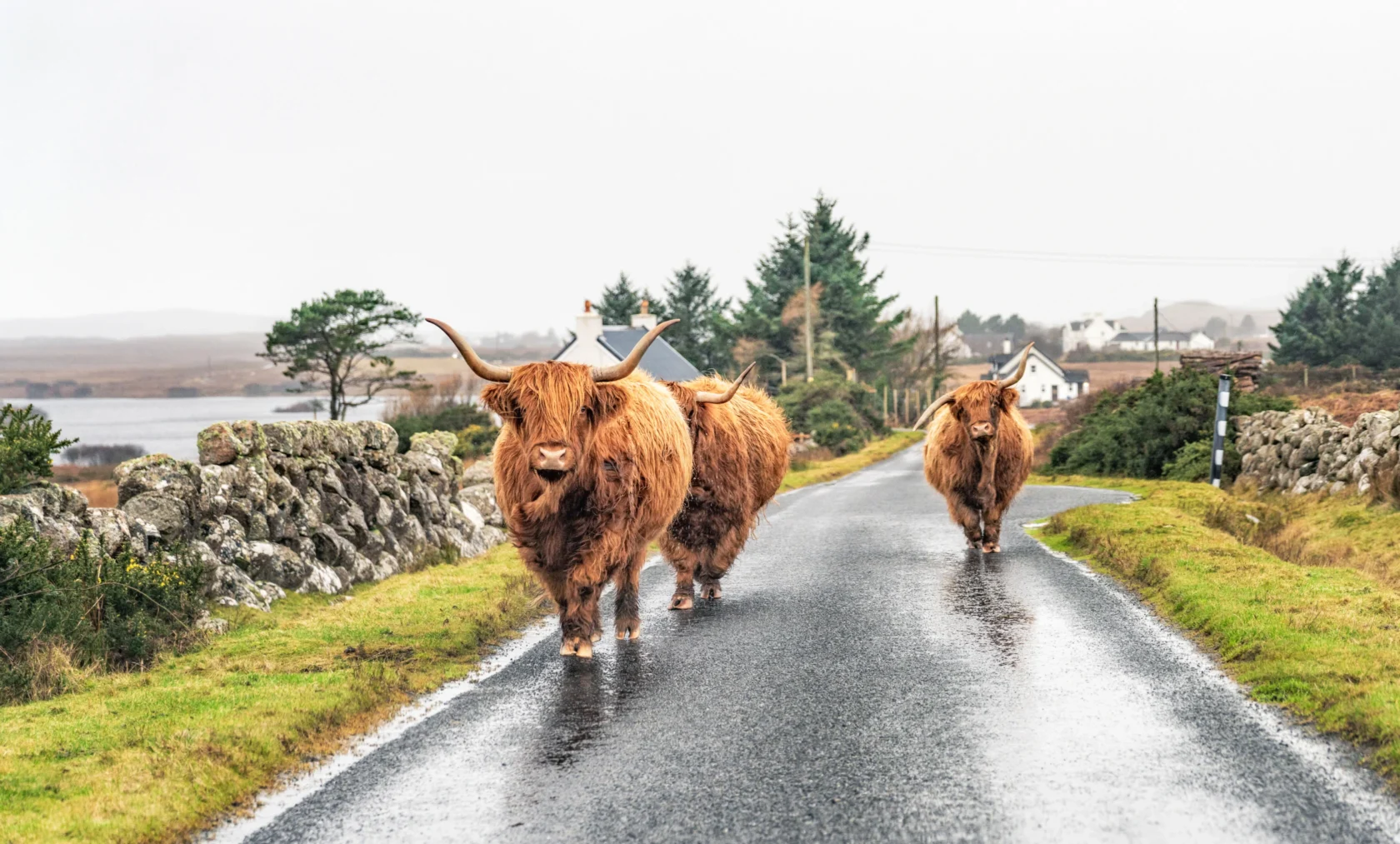 Three Highland cows with long horns walk on a narrow, wet road flanked by greenery and stone walls, with a lake and houses visible in the background.