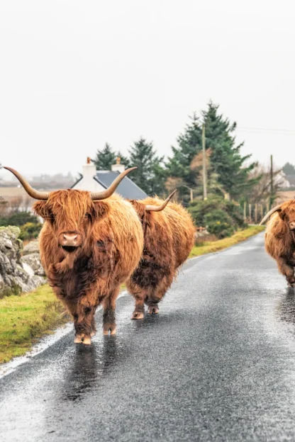 Three Highland cows with long horns walk on a narrow, wet road flanked by greenery and stone walls, with a lake and houses visible in the background.