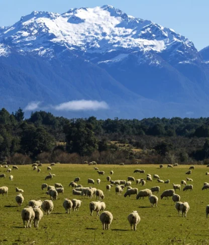 Sheep grazing in a grassy field with tall mountains covered in snow in the background.