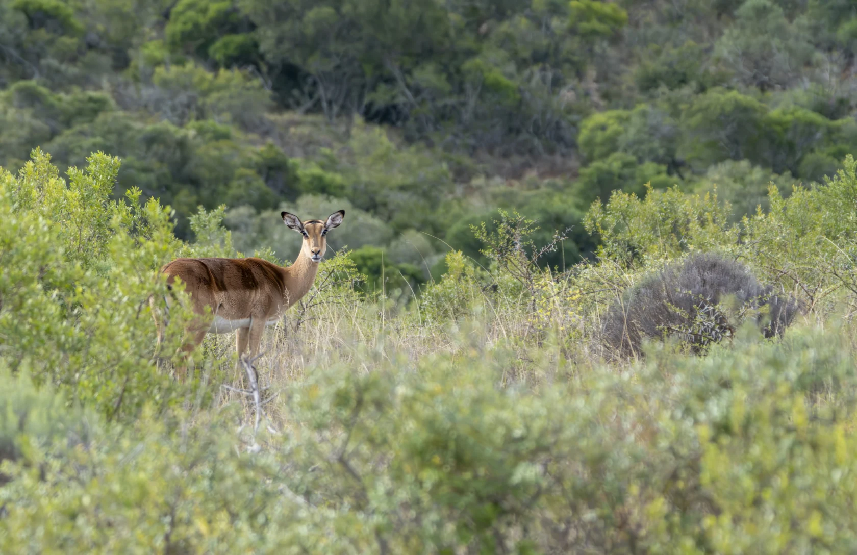 An antelope stands alert in a grassy field surrounded by green shrubs and trees.