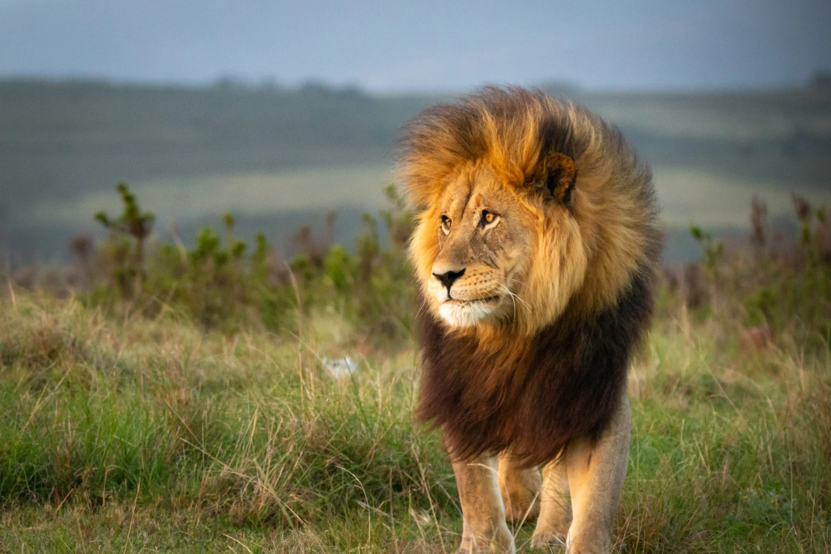 A lion with a full mane stands on a grassy field with a blurred natural background.