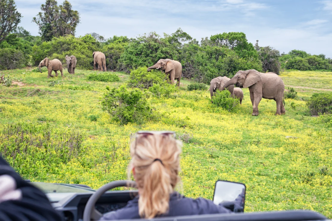 Person in a vehicle observing a group of elephants grazing in a grassy landscape with trees.