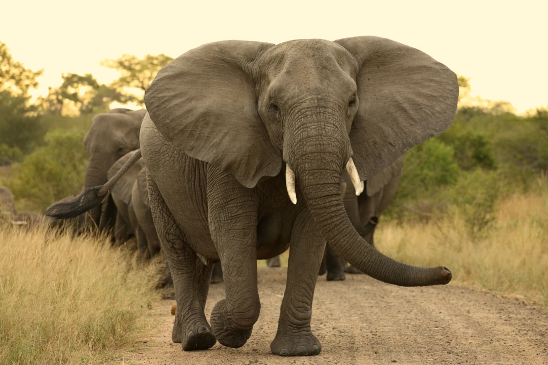 A herd of elephants walks along a dirt road with tall grass on both sides. The largest elephant is at the front, facing forward.