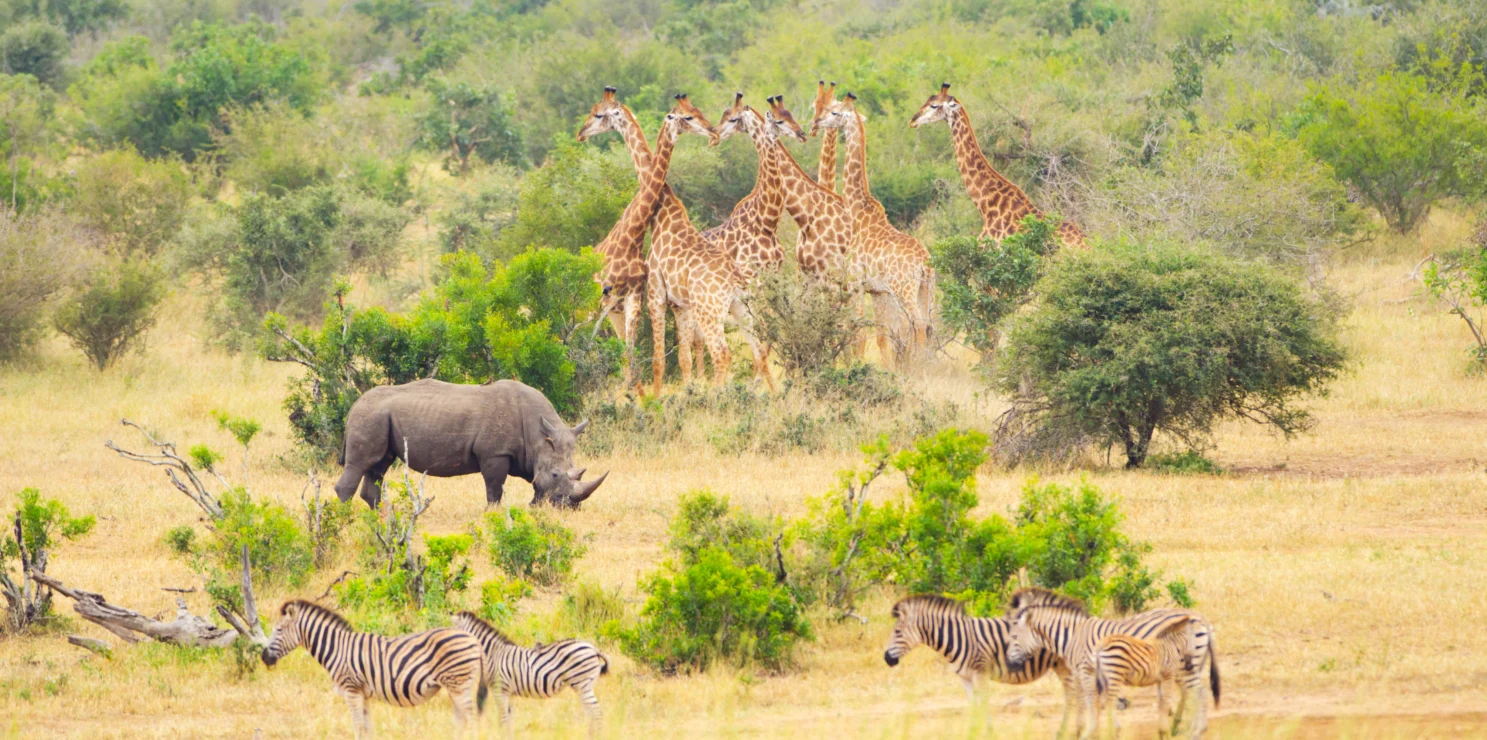 A rhinoceros, zebras, and a group of giraffes in a grassy savanna landscape with scattered trees and shrubs.