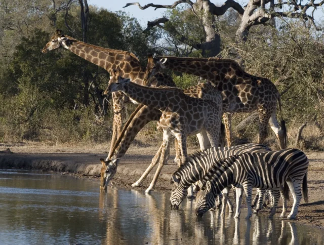 Giraffes and zebras drinking water at a pond in a savanna landscape with trees in the background.