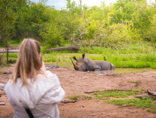 A woman takes a photo of a rhino lying in a muddy waterhole surrounded by lush greenery.