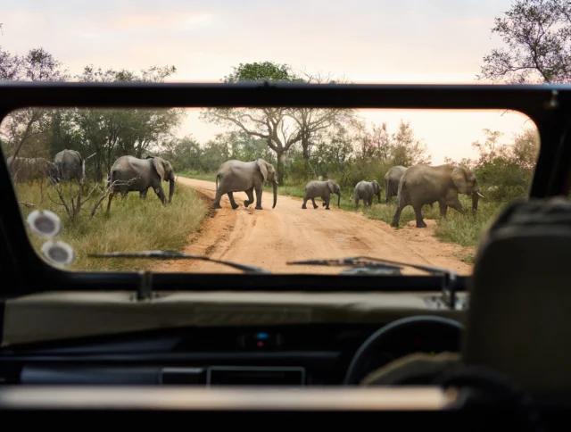 View from a vehicle of a herd of elephants crossing a dirt road in a safari park, surrounded by trees and grassland.