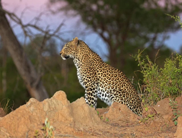 A leopard sits alert on rocky terrain surrounded by trees and vegetation.