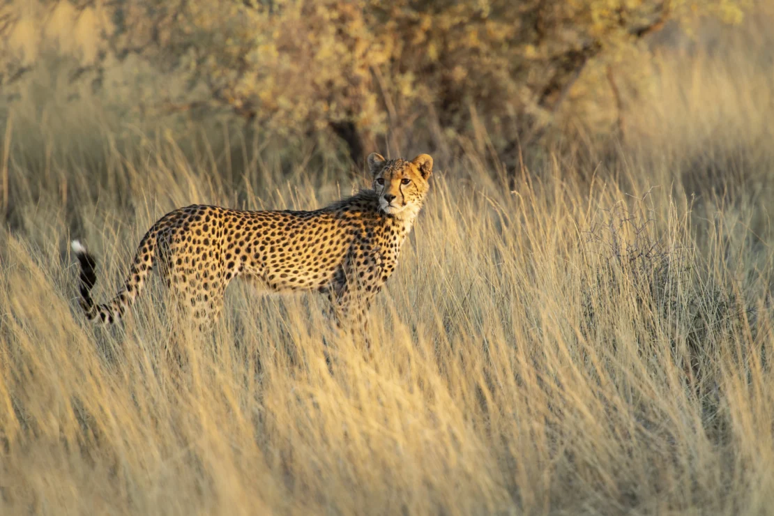 A cheetah stands in tall grass, looking toward the camera, with a blurred tree in the background.