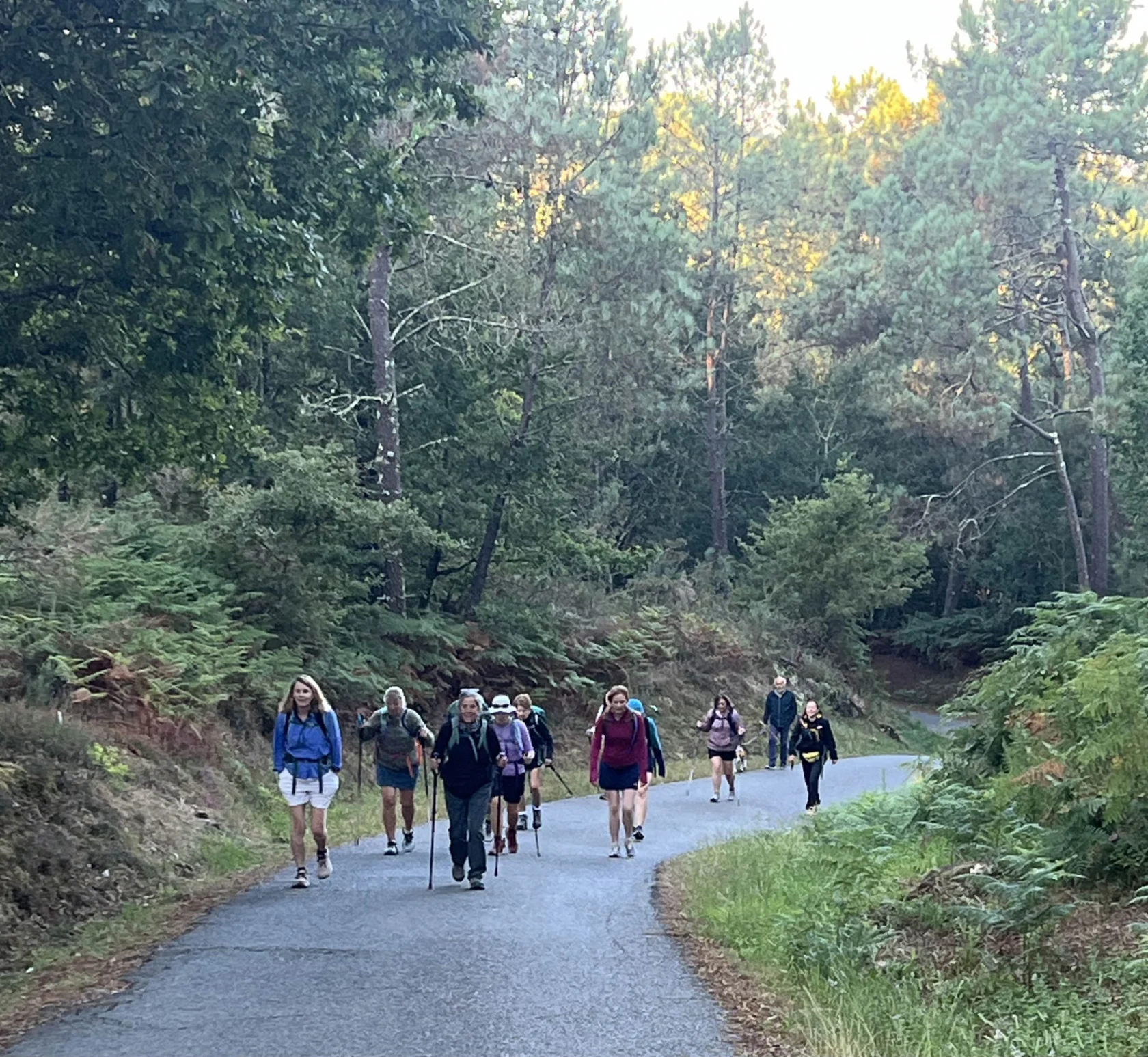 A group of people hiking on a paved path surrounded by lush green trees and ferns.