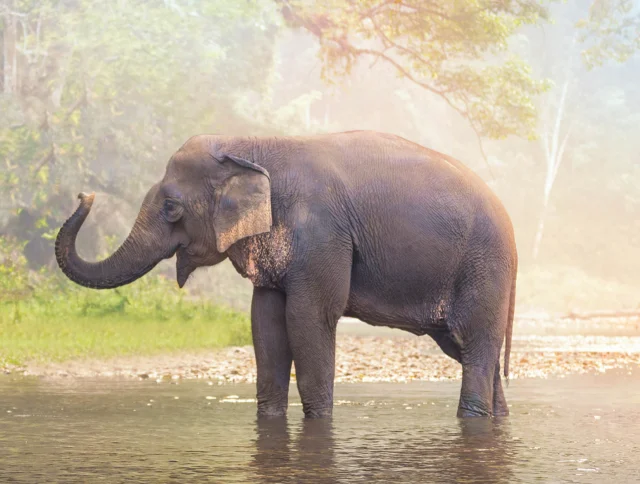 An elephant stands in a shallow stream with a forest background.