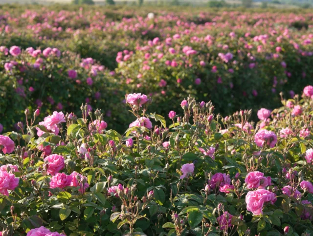 A field of blooming pink roses under a clear sky, with green foliage surrounding the flowers.