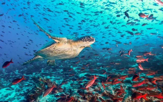 A sea turtle swims surrounded by a school of red fish over a coral reef in clear blue water.