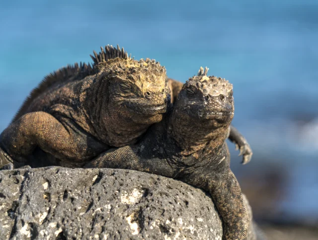 Two marine iguanas rest on a rock by the ocean.