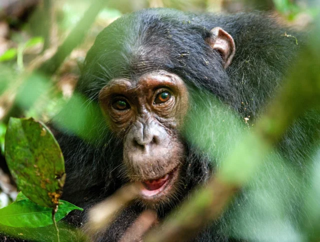 A chimpanzee with a curious expression looks through green foliage in a forest setting.