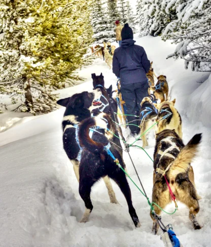 A person leads a team of sled dogs pulling a sled through a snowy forest trail.