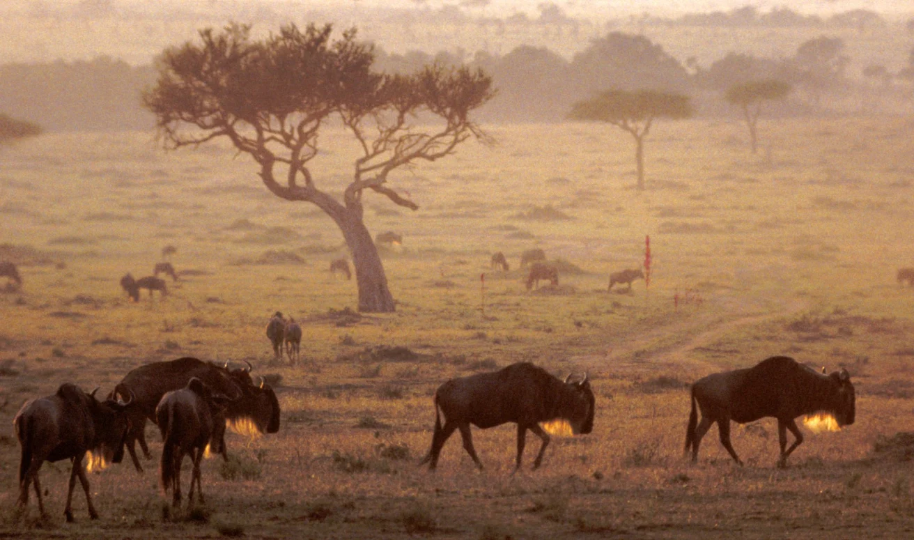 A herd of wildebeest grazes on a grassy plain with a few scattered trees at sunrise, creating a warm and serene landscape scene.