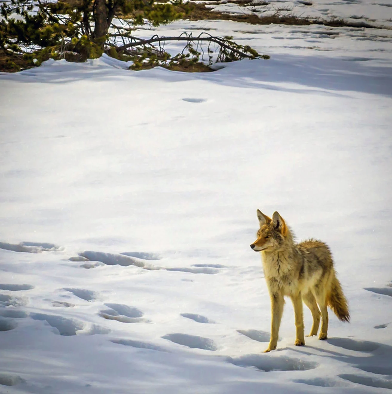 A coyote stands alert on a snowy landscape, with sparse trees in the background.